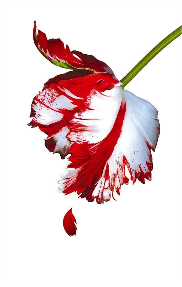 Cover of New Moon